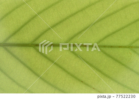 樹木・ウラジロガシ（裏白樫）の葉と葉脈 77522230