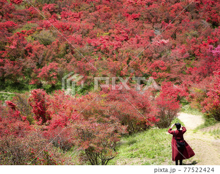 春の大和葛城山 ツツジをスマホで撮影する赤い服の女性 春の大和葛城山 ツツジをスマホで撮影する赤い服の女性 77522424