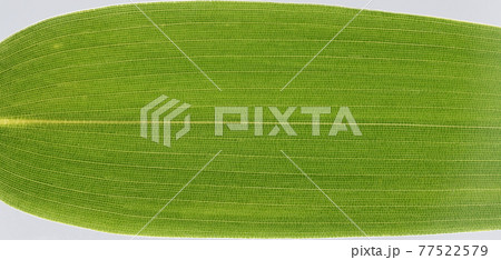 竹の仲間 ヤダケ 矢竹 の葉と葉脈の写真素材