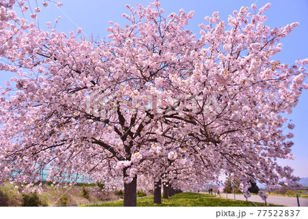 満開の八重桜（一葉」 77522837