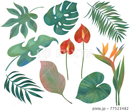 夏のトロピカルな葉っぱのオシャレなイラストのイラスト素材
