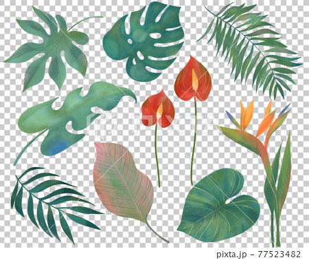 夏のトロピカルな葉っぱのオシャレなイラストのイラスト素材