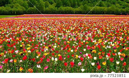 カラフルに咲き誇るすごく綺麗なチューリップ畑 77523851
