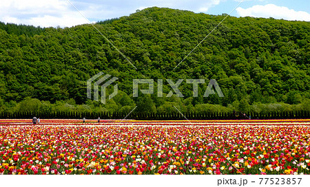 カラフルに咲き誇るすごく綺麗なチューリップ畑 77523857