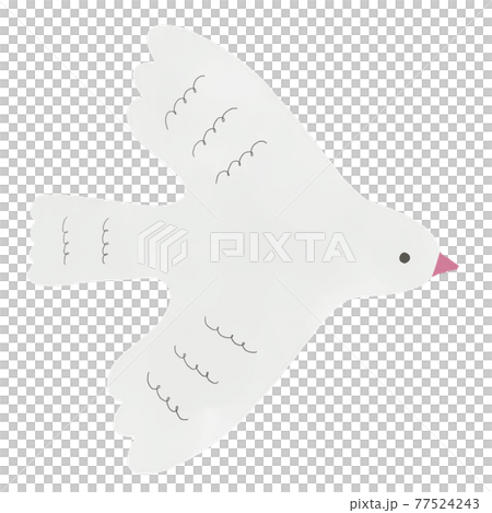 白い鳩の手描きイラスト 77524243