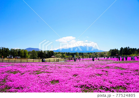 《山梨県》 快晴の富士芝桜まつり 77524805