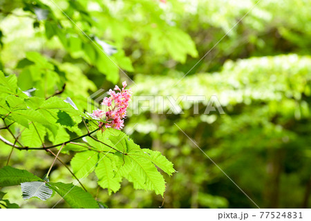 ベニバナトチノキの花 ベニバナトチノキの花 77524831