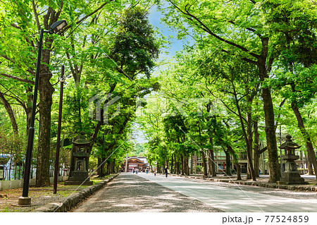 東京 大國魂神社 参道 東京 大國魂神社 参道 77524859