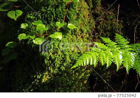 青木ケ原樹海の苔とシダの森 77525042