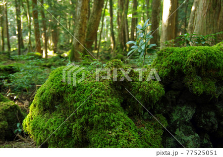 青木ケ原樹海の輪廻転生の新芽 77525051