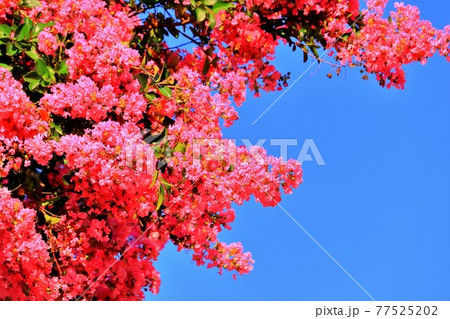 ピンク色のサルスベリの花 77525202