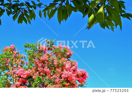 ピンク色のサルスベリの花 77525203