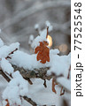 Oak tree branch in the snow. 77525548