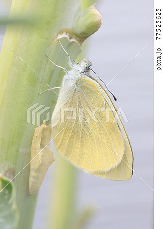 モンシロチョウの羽化 モンシロチョウの羽化 77525625