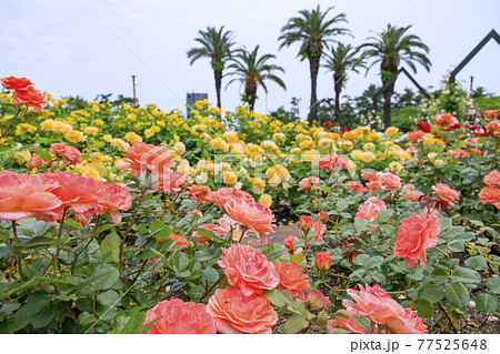 浜寺公園に咲く満開のばら 77525648