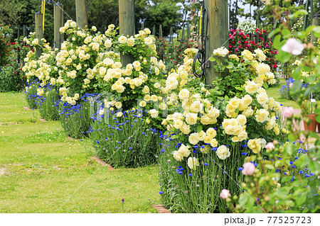 浜寺公園に咲く満開のばら 77525723