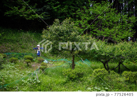 山間の農園風景 山間の農園風景 77526405