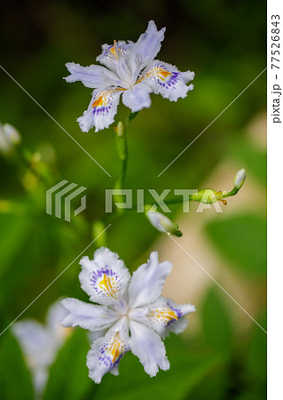 シャガの花 シャガの花 77526843