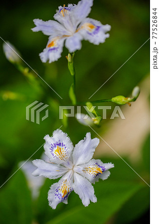 シャガの花の写真素材