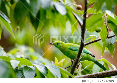 A life of Blue-winged Leafbird. 77526909