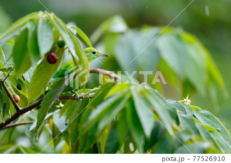 A life of Blue-winged Leafbird. 77526910