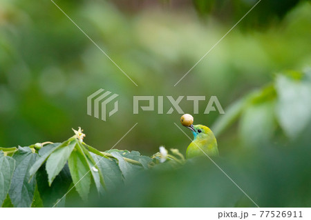 A life of Blue-winged Leafbird. 77526911