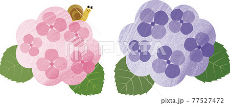 梅雨 紫陽花 あじさい アジサイ カタツムリ 花 自然 水彩 イラスト素材のイラスト素材