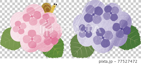 梅雨 紫陽花 あじさい アジサイ カタツムリ 花 自然 水彩 イラスト素材のイラスト素材