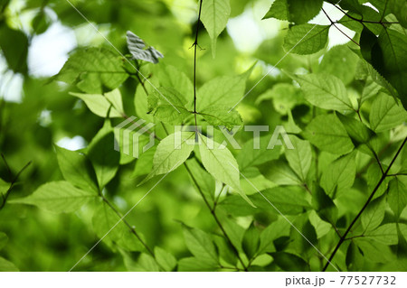 初夏の葉 初夏の葉 77527732