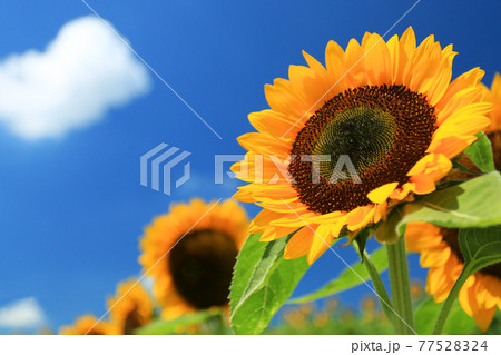 夏の青空に咲き誇るひまわり達 夏の青空に咲き誇るひまわり達 77528324