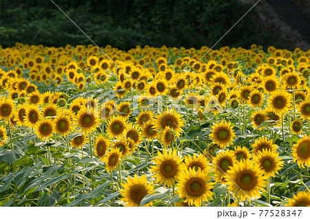 ≪京都　リフレかやの里　丘一面のヒマワリ畑≫　夏イメージ　京都府与謝野町 77528347