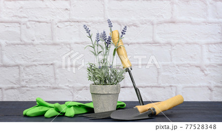 shovel, rake and flowerpot on the background of a white brick wall. Planting and replanting spring flower and plants 77528348