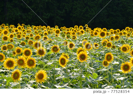 ≪京都　リフレかやの里　丘一面のヒマワリ畑≫　夏イメージ　京都府与謝野町 77528354
