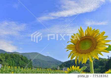 ≪京都　リフレかやの里　丘一面のヒマワリ畑≫　夏イメージ　京都府与謝野町 77528362