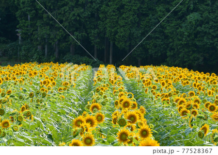 ≪京都 リフレかやの里 丘一面のヒマワリ畑≫ 夏イメージ 京都府与謝野町 ≪京都 リフレかやの里 丘一面のヒマワリ畑≫ 夏イメージ 京都府与謝野町 77528367