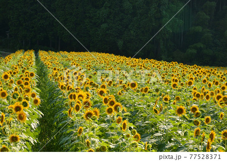 ≪京都　リフレかやの里　丘一面のヒマワリ畑≫　夏イメージ　京都府与謝野町 77528371