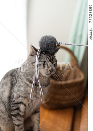 無反応な猫　サバトラ猫 77528899
