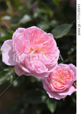 バラ(クイーンズ・ロンドン・チャイルド) バラ(クイーンズ・ロンドン・チャイルド) 77528943