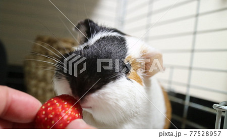 いちごを頬張るモルモット 77528957