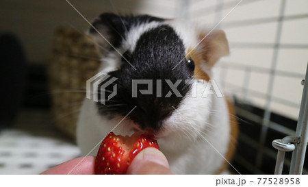 いちごを頬張るモルモット いちごを頬張るモルモット 77528958