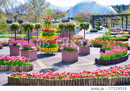 カラフルなチューリップの花とフラワードーム(鳥取県) カラフルなチューリップの花とフラワードーム(鳥取県) 77529539