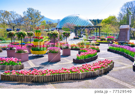 カラフルなチューリップの花と風車とフラワードーム（鳥取県） 77529540