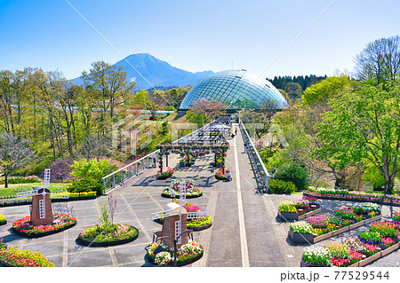とっとり花回廊　大山を望む景観　フラワードーム（鳥取県） 77529544