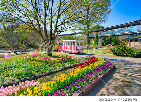 とっとり花回廊を一周するフラワートレイン(鳥取県) とっとり花回廊を一周するフラワートレイン(鳥取県) 77529548