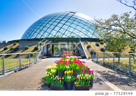 カラフルなチューリップの花とフラワードーム（鳥取県） 77529549