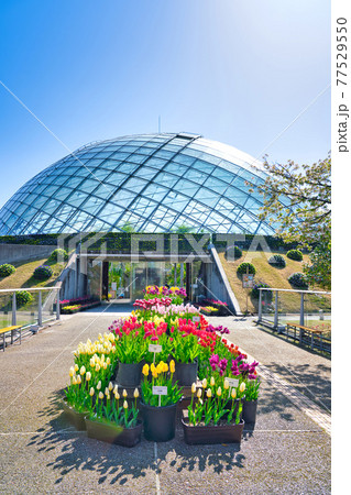 カラフルなチューリップの花とフラワードーム（鳥取県） 77529550