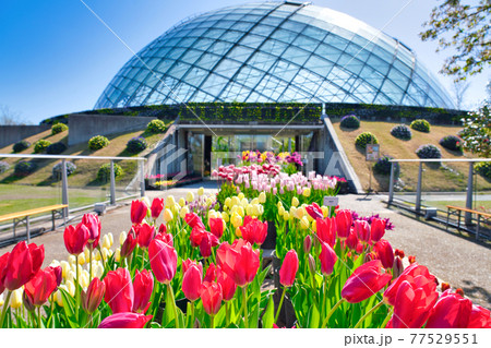 カラフルなチューリップの花とフラワードーム（鳥取県） 77529551