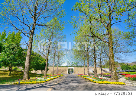 新緑の樹木とフラワードーム（鳥取県） 77529553