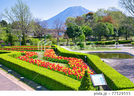 鮮やかなチューリップの花と大山と爽やかな新緑（鳥取県） 77529555