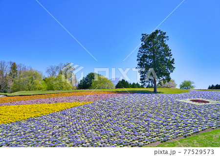 色とりどりのパンジー咲く花の丘（鳥取県） 77529573